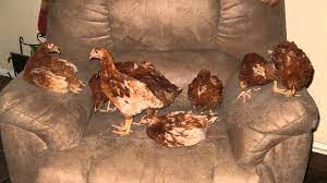 Chickens start laying eggs when they reach maturity. How Old Do Chickens Need To Be To Lay Eggs Chickens In A Minute Youtube