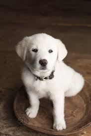 From puppies to adults, white golden retrievers are fantastic dogs. Newborn Golden Retriever Puppy Photography Newborn Baby