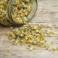 Maybe you would like to learn more about one of these? Chamomile Flowers Manufacturers Suppliers Wholesalers And Exporters Go4worldbusiness Com Page 1