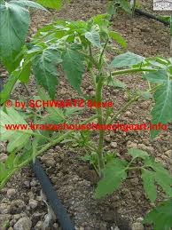 Erst regelmäßiges ausbrechen trotzt den tropischen gewächsen die ersehnten prachtexemplare ab. Tomaten Ausgeizen