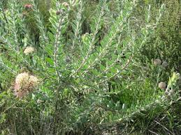 Image result for Searsia tomentosa