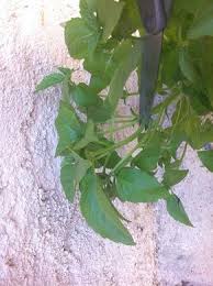 Bouture De Basilic Boutures Faire Une Bouture Feuilles De Plantes
