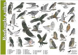 Van wikipedia, de gratis encyclopedie. Vogelgids