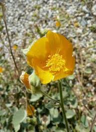 Image result for Abutilon rehmannii