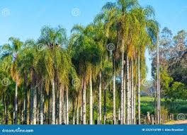 Image result for Roystonea oleracea