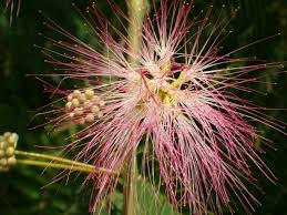 Image result for Droogmansia