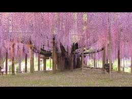 35 New Life For An Old Wisteria Youtube Wisteria Tree Wisteria Tree Transplanting