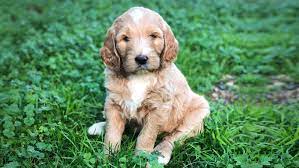 F1 English Teddy Bear Goldendoodle Puppies For Sale Austin Texas