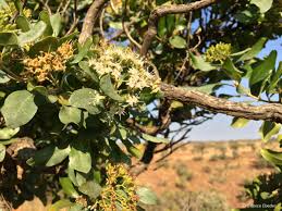 Image result for Nuxia congesta