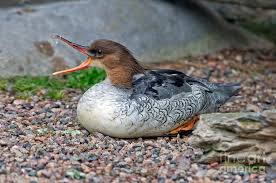 Check spelling or type a new query. Scaly Sided Merganser Hen Photograph By Anthony Mercieca