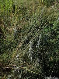 Image result for Sporobolus sanguineus