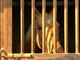 The orange county fair is located in middletown, ny and is new york's oldest fair! Fairgrounds Activated For Large Animal Evacuations Oc Fair Event Center Costa Mesa Ca