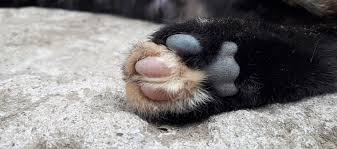 Cats' paw pads can be injured by sharp objects like broken glass, metal, splintering wood, or bites (resulting from a cat fight, for example). 7 Fun Facts About Toe Beans Learn More On Litter Robot Blog