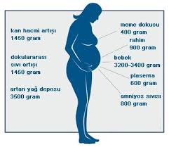Akciğer ve öteki iç organlar derhal tamamen olgunlaştığı için bu haftadan itibaren erken doğumla dünyaya gelen bebeklerde solunum sorunu ve diğer problemlerin yaşanma ihtimali. 20 Haftalik Gebelik