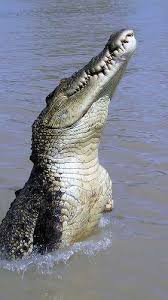 Parce qu'une autre personne (ou vous) est en train de lire le monde avec ce compte sur un autre appareil. Quel Est Le Plus Grand Reptile Actuel