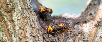 A large asian hornets' nest has been found in a tree in gloucestershire, prompting concern from government experts about the species' threat to bee populations. Everything You Need To Know About Murder Hornets