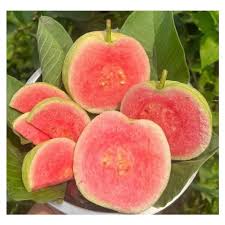 Image result for Psidium guajava
