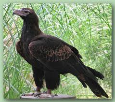 Birds Of Prey Wikipedia Indonesia Wedge Tailed Eagle Wedge Tailed Eagle Largest Bird Of Prey Australian Native Animals