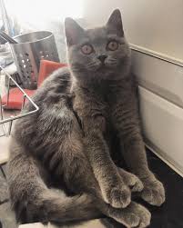 Beauty Queen Sat In A Strange Place Though Beautiful Love Queen Stunner Sweet Storm Britishblue Kitten Britishshorthair Cat Pedigree Lazyday Resim