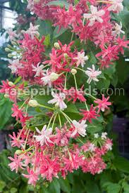 Image result for Combretum microphyllum