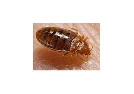 We would like to show you a description here but the site won't allow us. Have You Ever Dealt With Bed Bugs