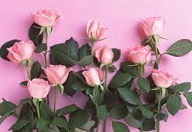 Feel free to use these world's most beautiful roses flowers images as a background for your pc, laptop, android phone, iphone or tablet. The World Most Beautiful Flower Rose Home Facebook
