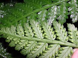 Image result for Marattiaceae