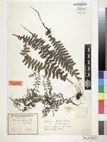 Image result for Asplenium barteri