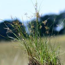Image result for Cyperus maculatus