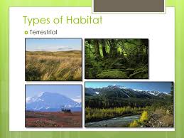 These involve the physical features of an organism that help them to survive in the environment including the different types of terrestrial habitat. What Are Terrestrial Habitat