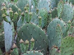 Amazing nutrition nopal cactus 650 mg 180 caps. Nopal La Opuntia De Los 1000 Usos Descubrelo