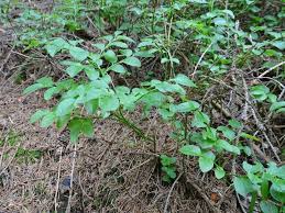 Image result for Vaccinium madagascariense
