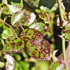 Marianne binetti shares tips on how to keep shrub roses healthy and blooming all summer long.interested in learning more about gardening? How To Treat And Prevent Black Spots On Roses