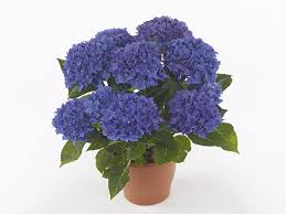 Image result for Hydrangea macrophylla bela obrázek