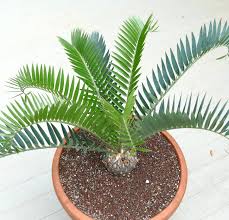 Image result for Encephalartos aplanatus