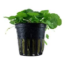 Image result for Hydrocotyle