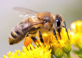 Τα μυστικά των μελισσών, εσύ το ήξερες αυτό;