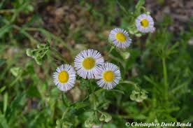 Image result for Erigeron schimperi