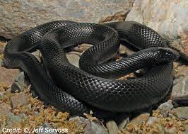 Turkey Venomous Snakes Poisonous Spiders Bugs Snake Venom Mexican Black Kingsnake Snake