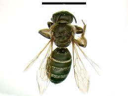 The black and yellow stripes that bees and wasps share are to warn other animals (including humans) that they are dangerous. Picture Key Black Black Striped Bees Spring Wild Bees Of Wisconsin