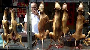 China's dog meat festival - it's a man-eat-dog world