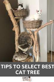 Cat Tree Tips To Select The Best Kind Of Cat Tree Siamese Of Day Diy Cat Bed Diy Cat Tree Cat Tree