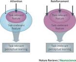 Advances in visual perceptual learning and plasticity | Nature ...