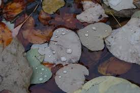 The lower leaf surface is smooth or with inconspicuous fine hairs. Fall Leaves Are Treasure Not Trash Indiana Yard And Garden Purdue Consumer Horticulturepurdue University Indiana Yard And Garden Purdue Consumer Horticulture