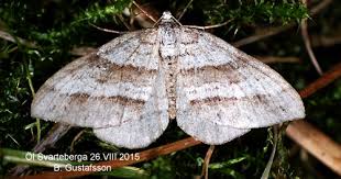 Image result for Mesotype parallelolineata