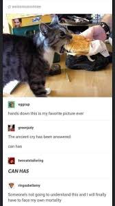 Image result for i can has cheezburger