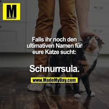 falls ihr noch den ultimativen namen fur eure katze sucht schnurrsula witze lustig lustig witze