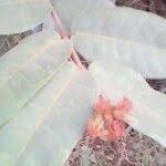 Image result for Landolphia rufescens