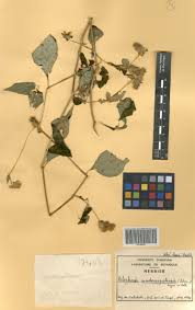 Image result for Peddiea fischeri