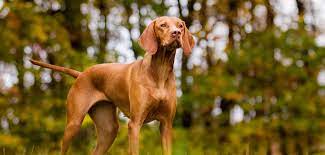 Beschreibung und überblick zur hunderasse magyar vizsla geschichte und herkunft anfang des. Magyar Vizsla Steckbrief Charakter Pflege Haltung